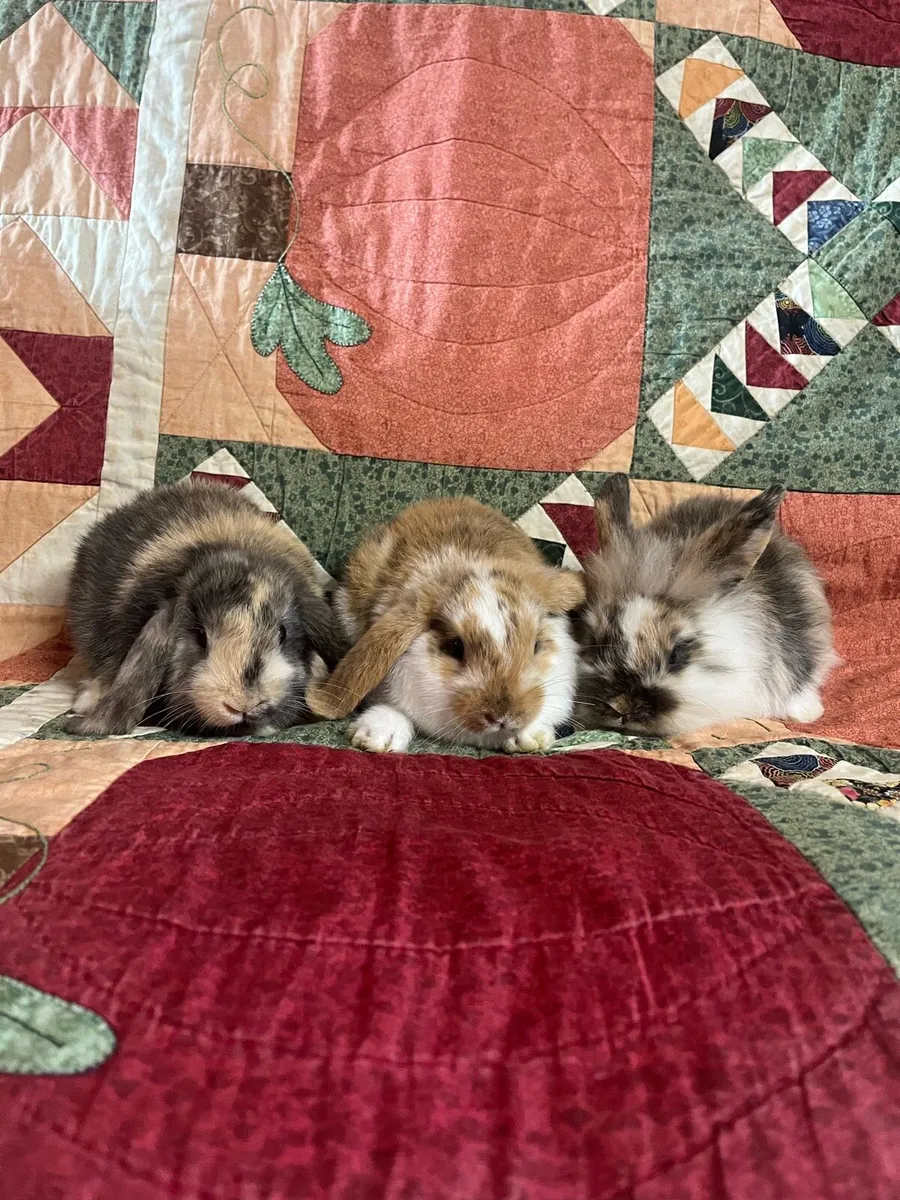 Rabbits - Image 1