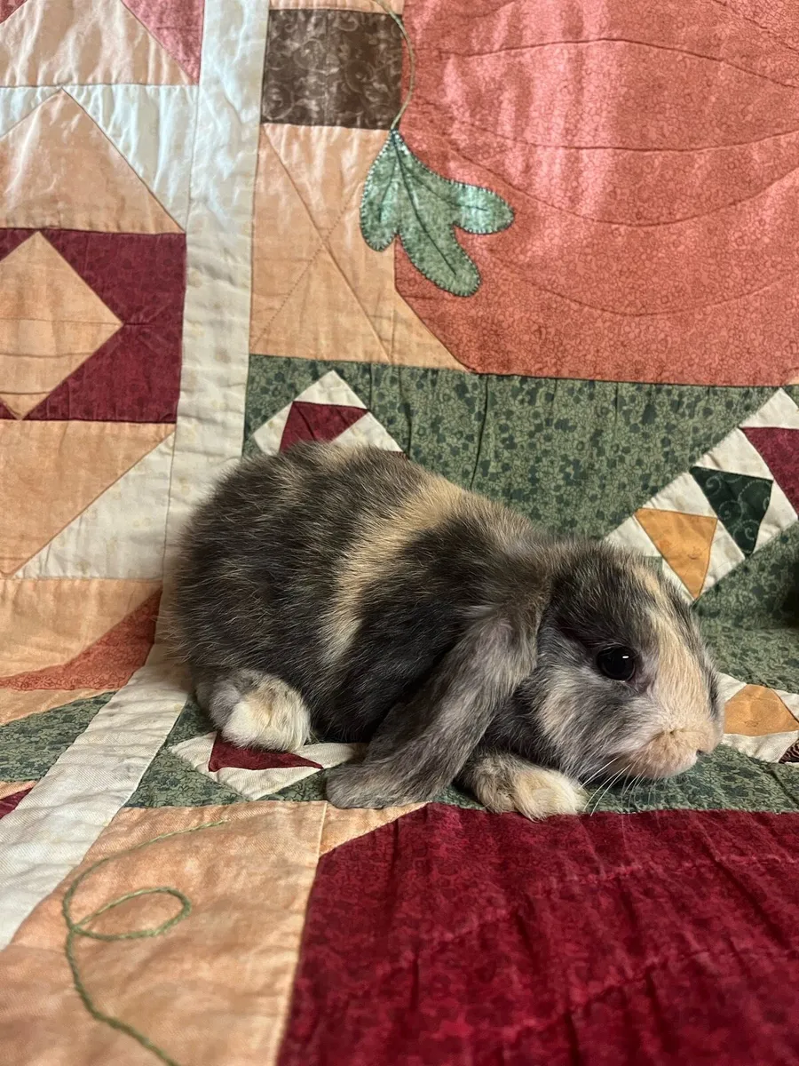 Rabbits - Image 2