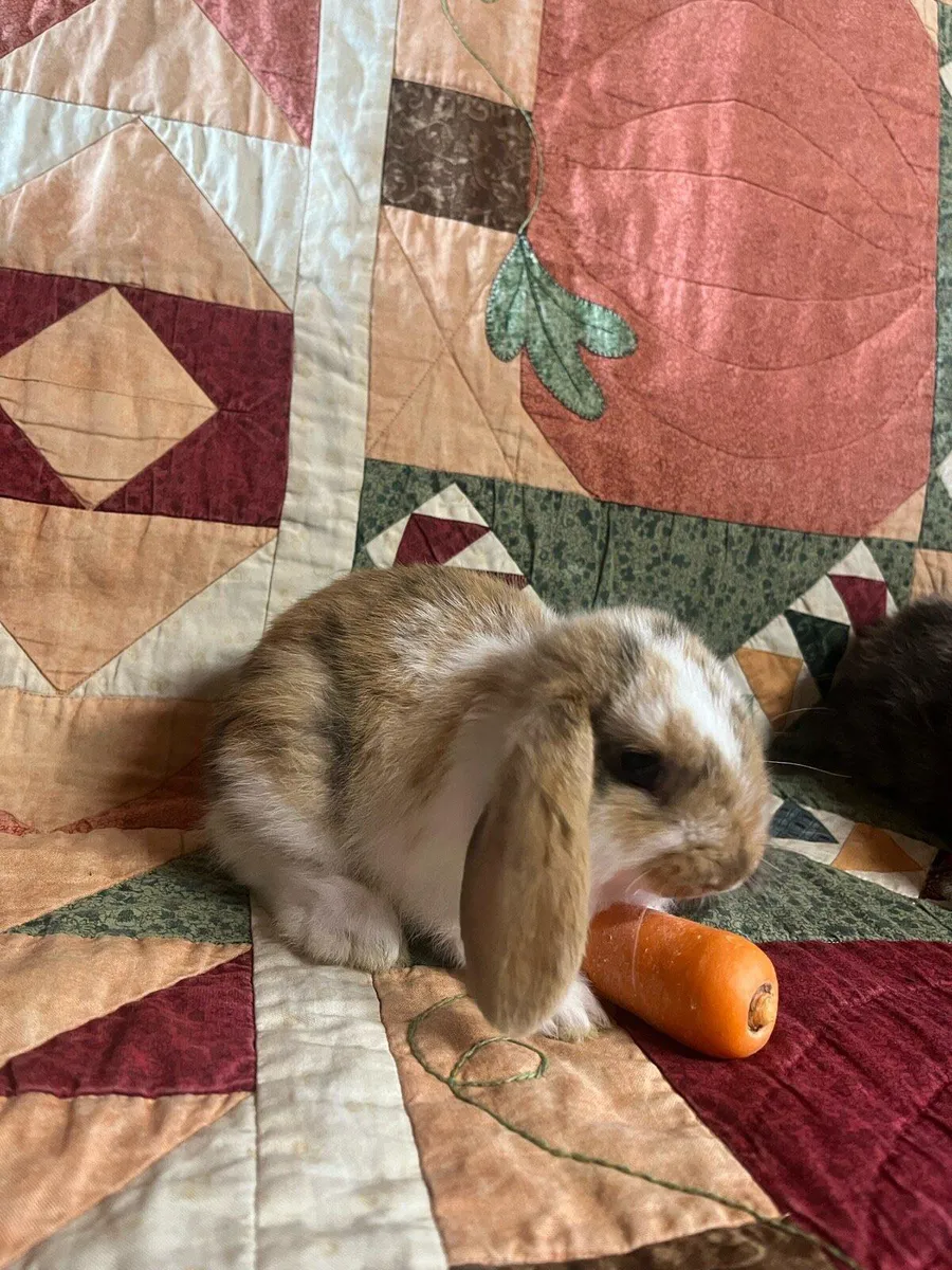 Rabbits - Image 4