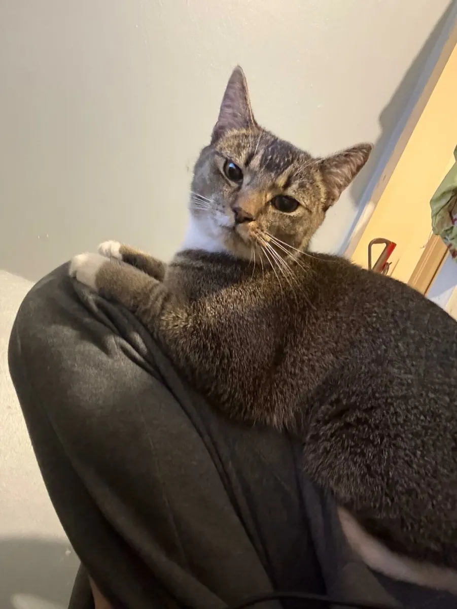 Cat - Image 1
