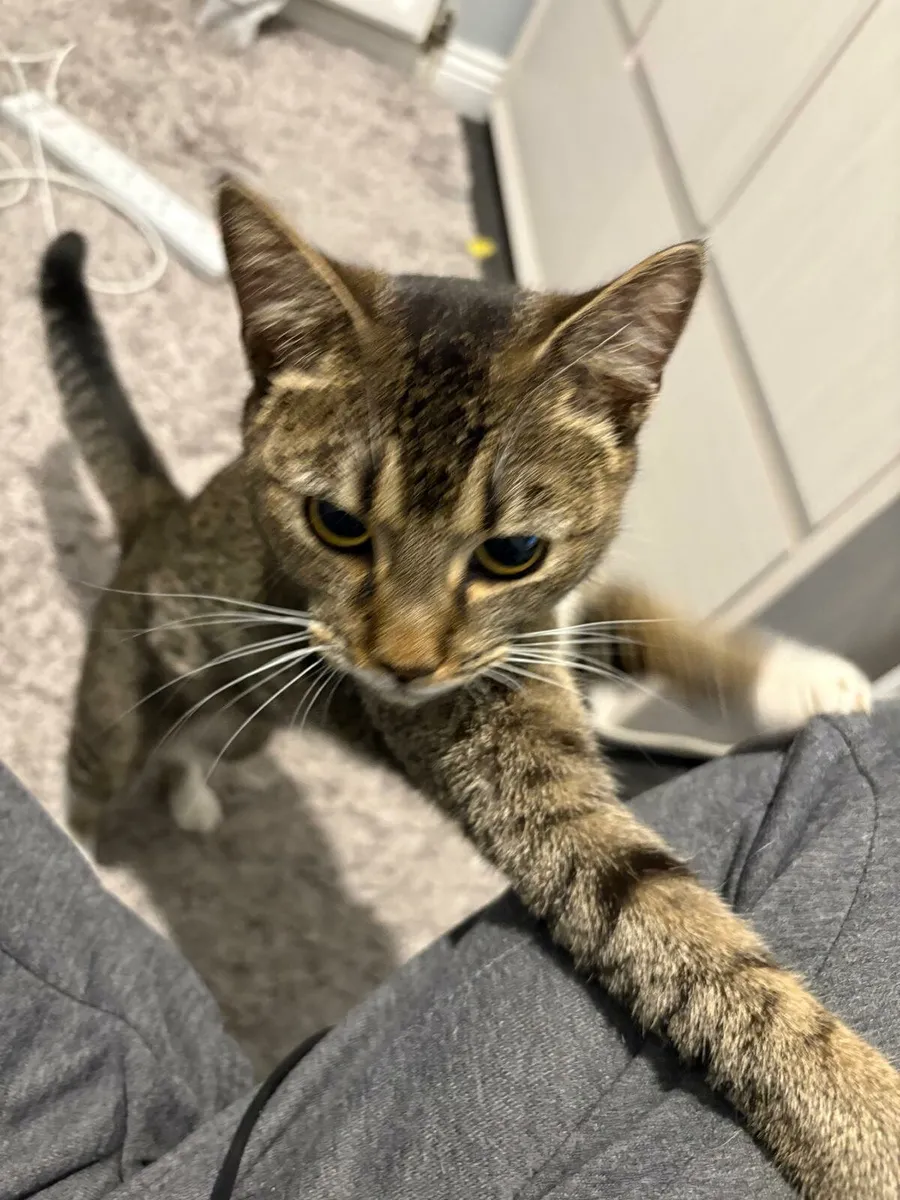 Cat - Image 2