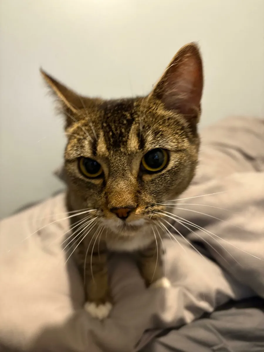 Cat - Image 3