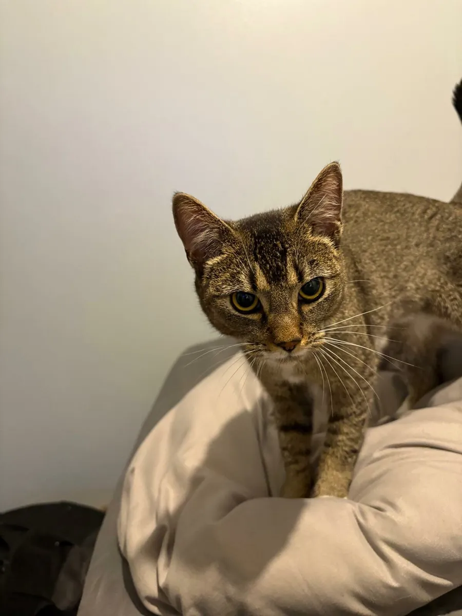 Cat - Image 4