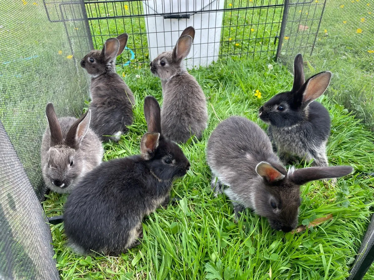 Rabbit - Image 1