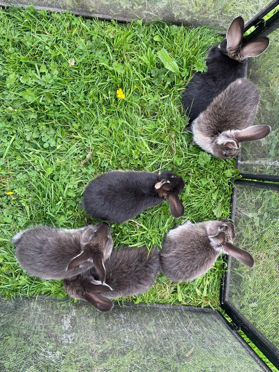 Rabbit - Image 2