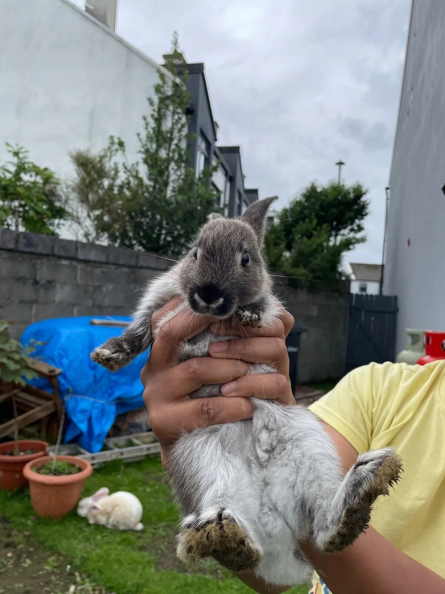 Rabbit - Image 4