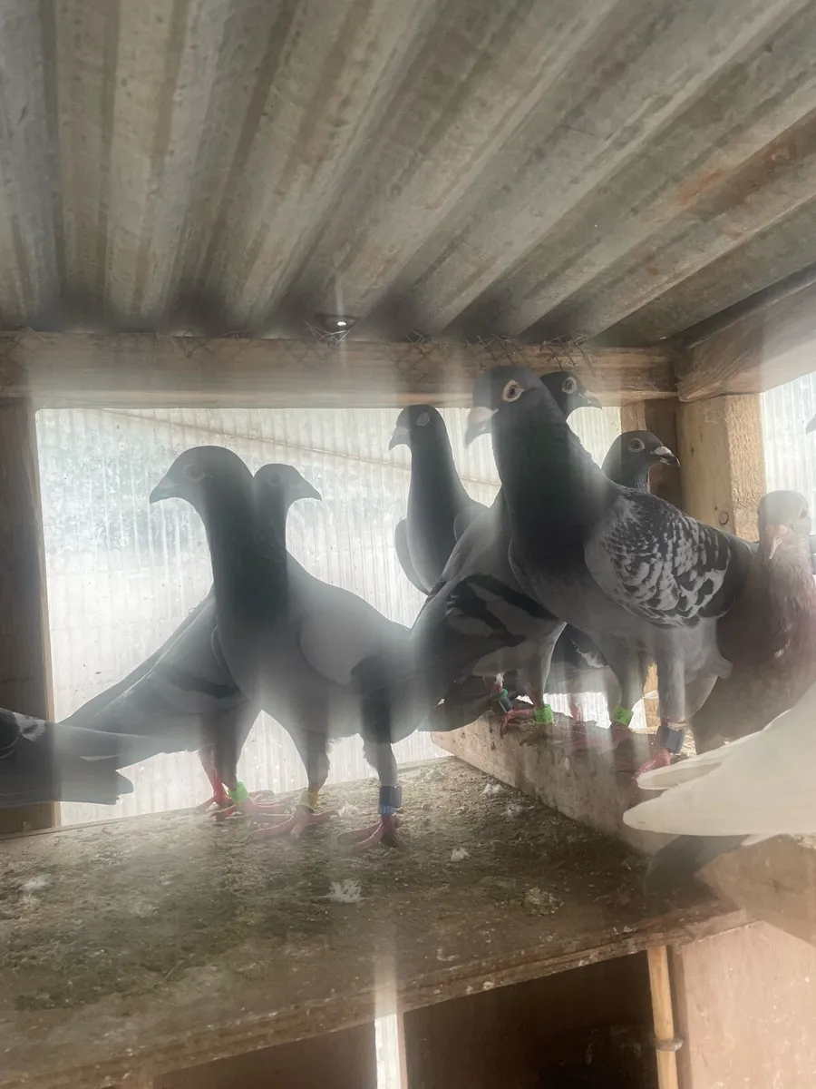 Racing pigeons - Image 1