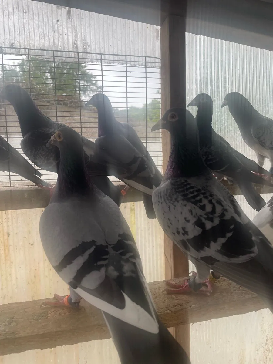 Racing pigeons - Image 2