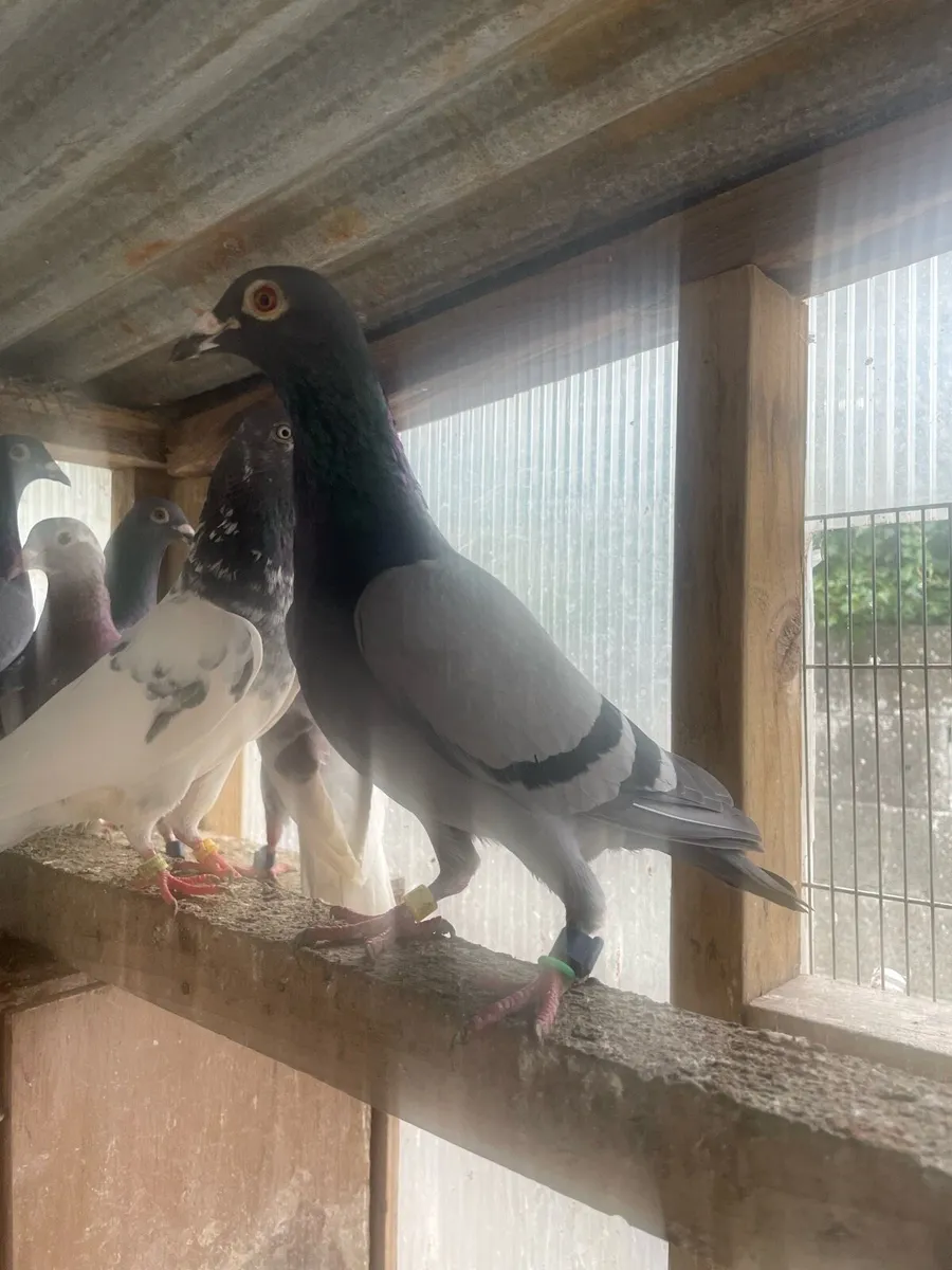Racing pigeons - Image 3