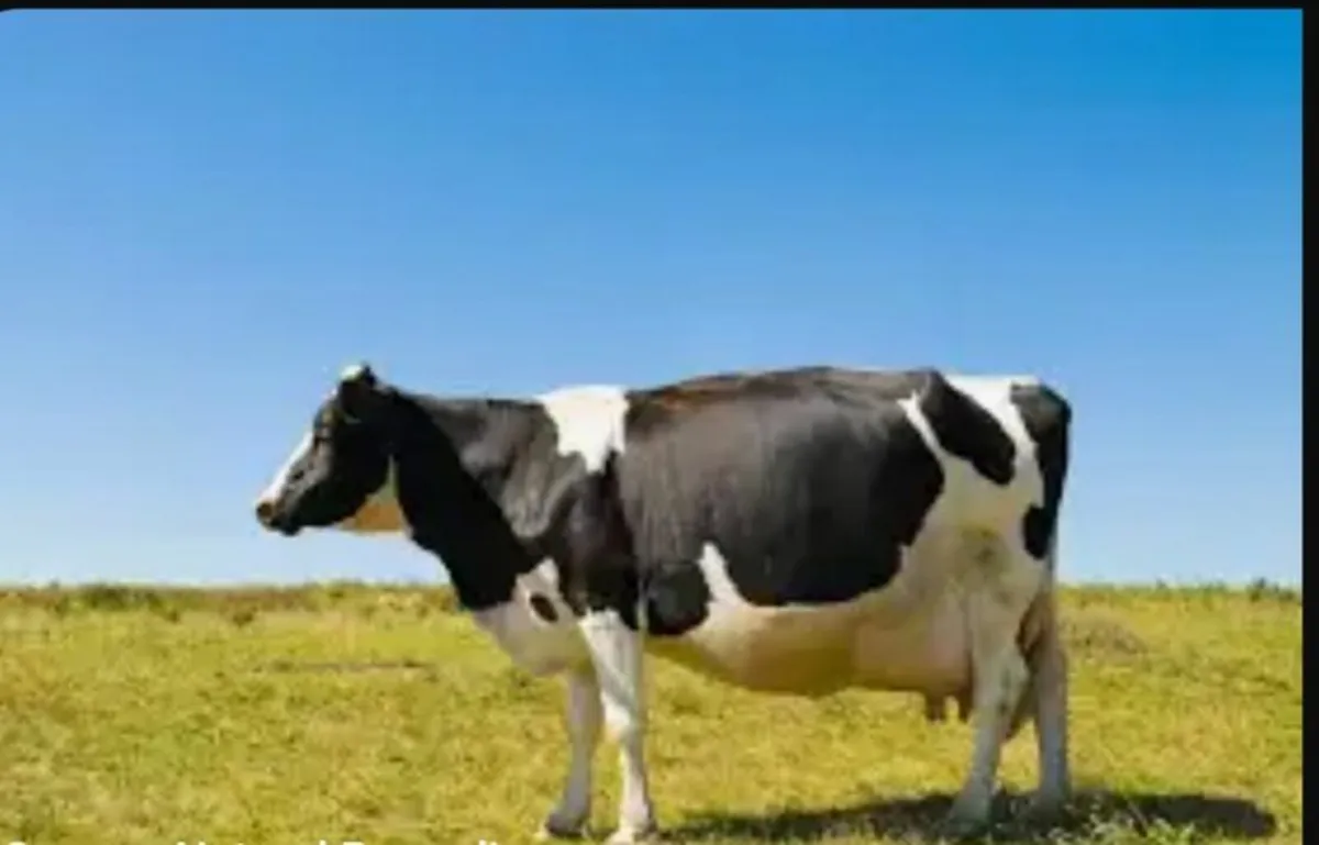Relief Milker Wanted