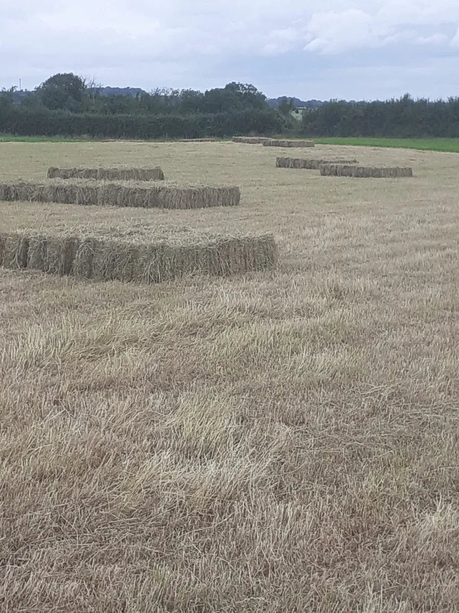 Small square bales of hay - Image 1