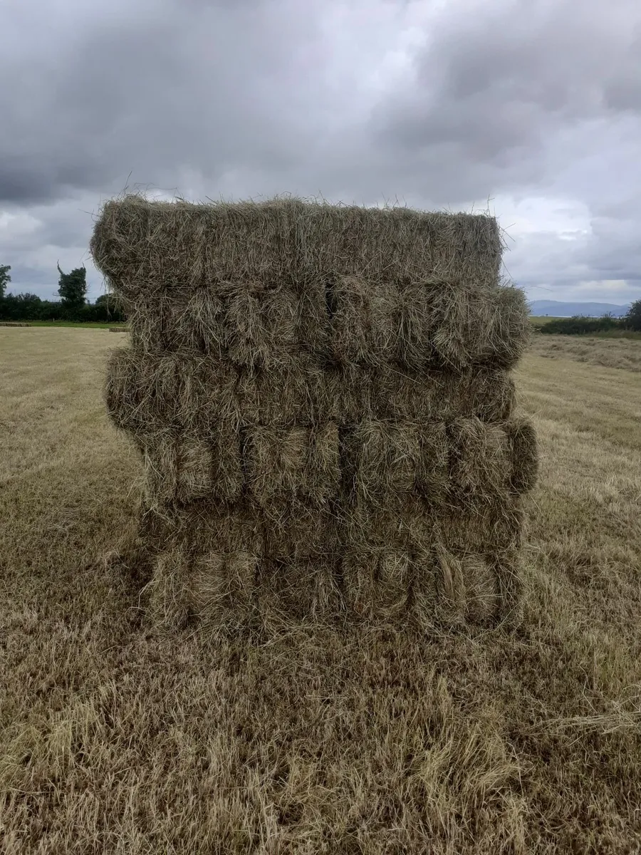Small square bales of hay - Image 3