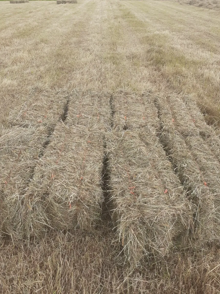 Small square bales of hay - Image 2
