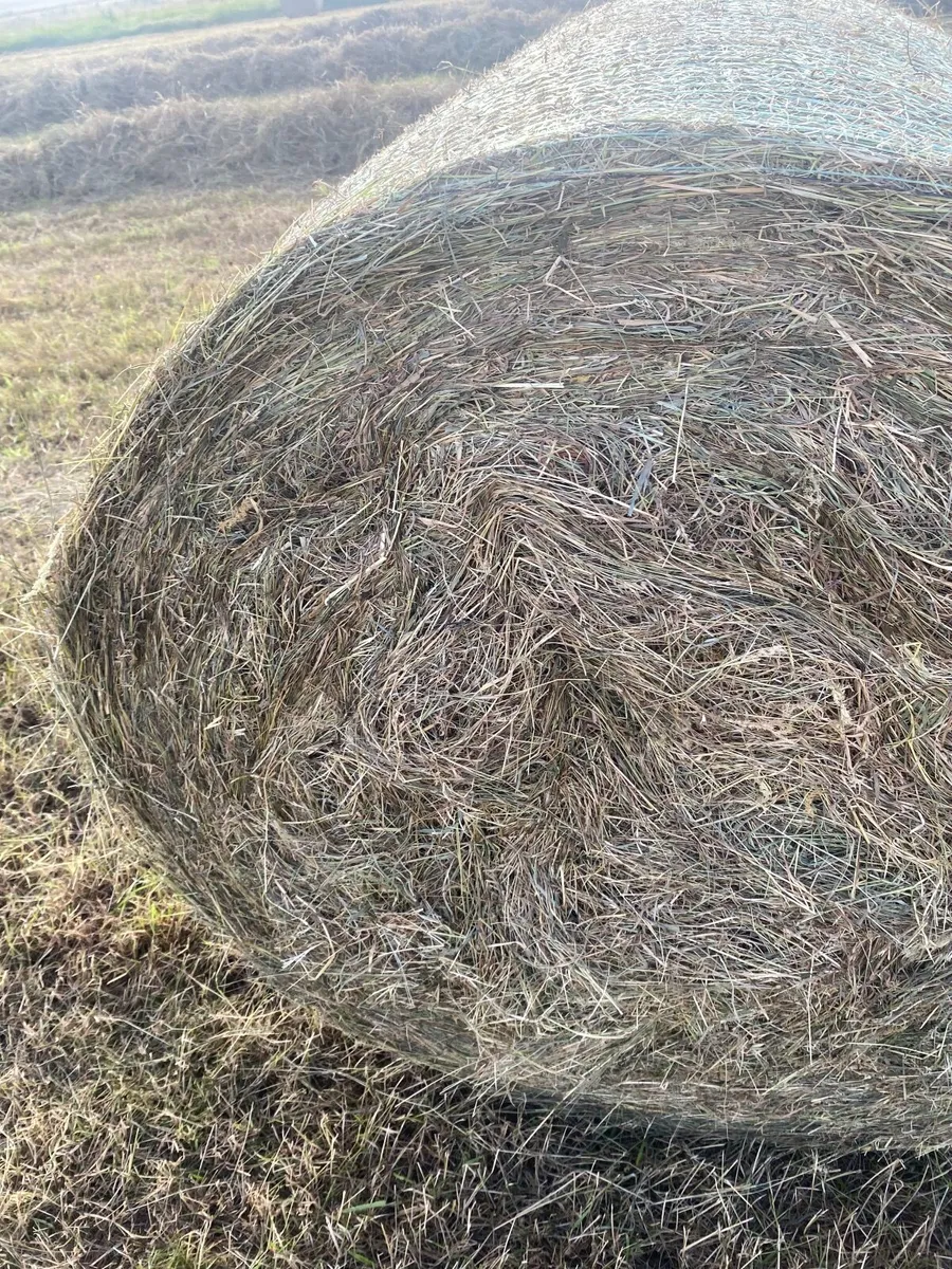 Hay - Image 2