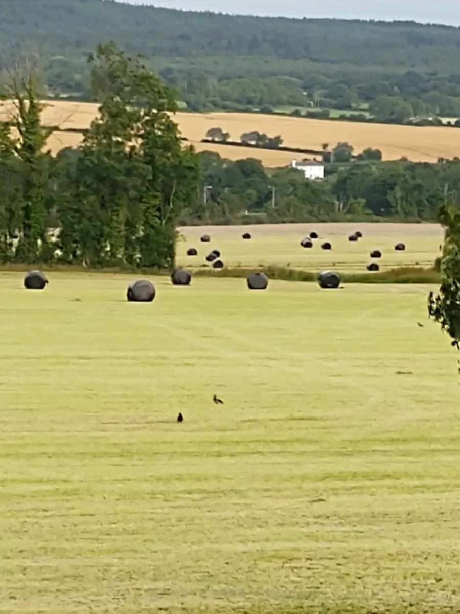 Silage bales - Image 1
