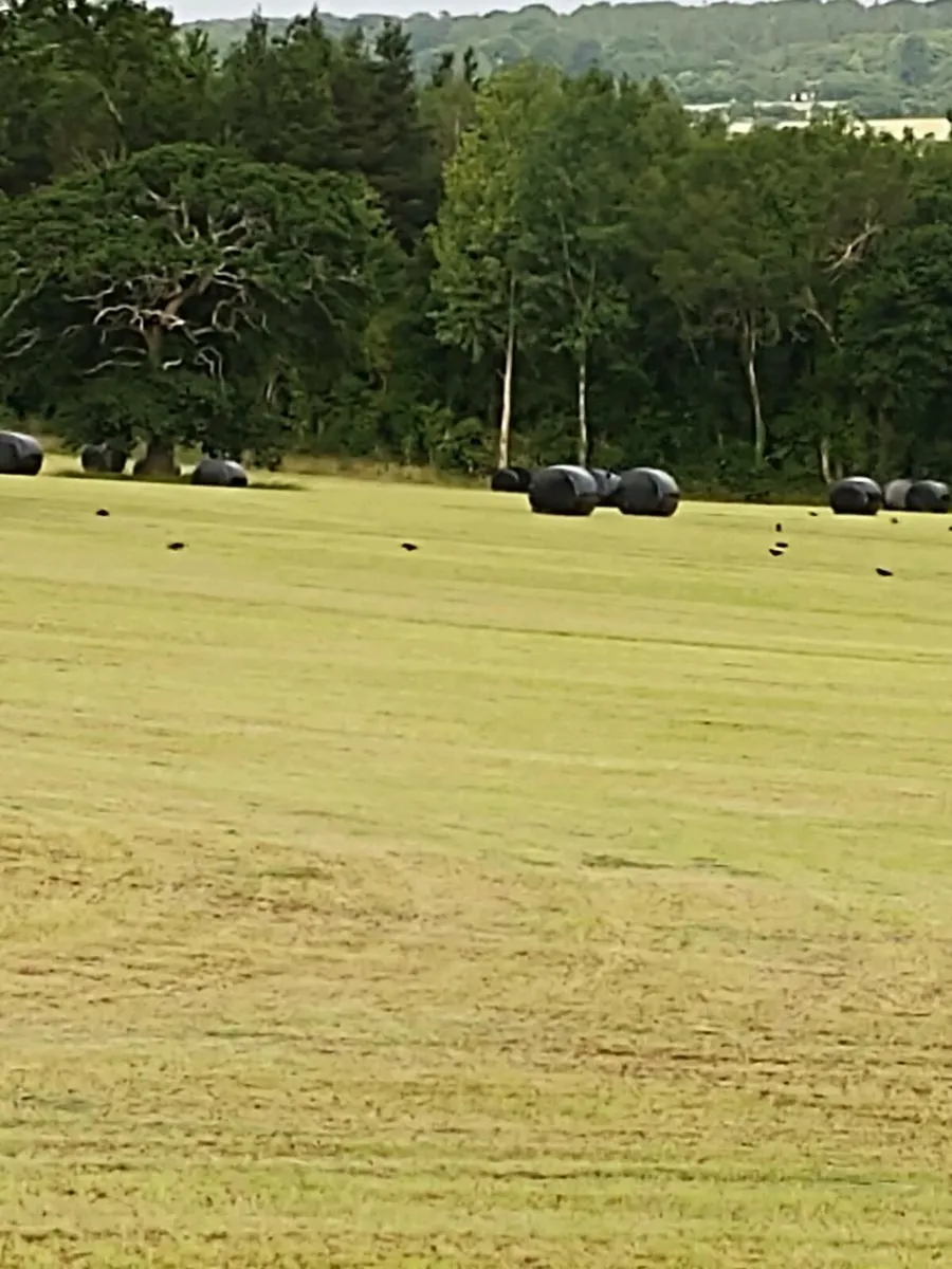 Silage bales - Image 2