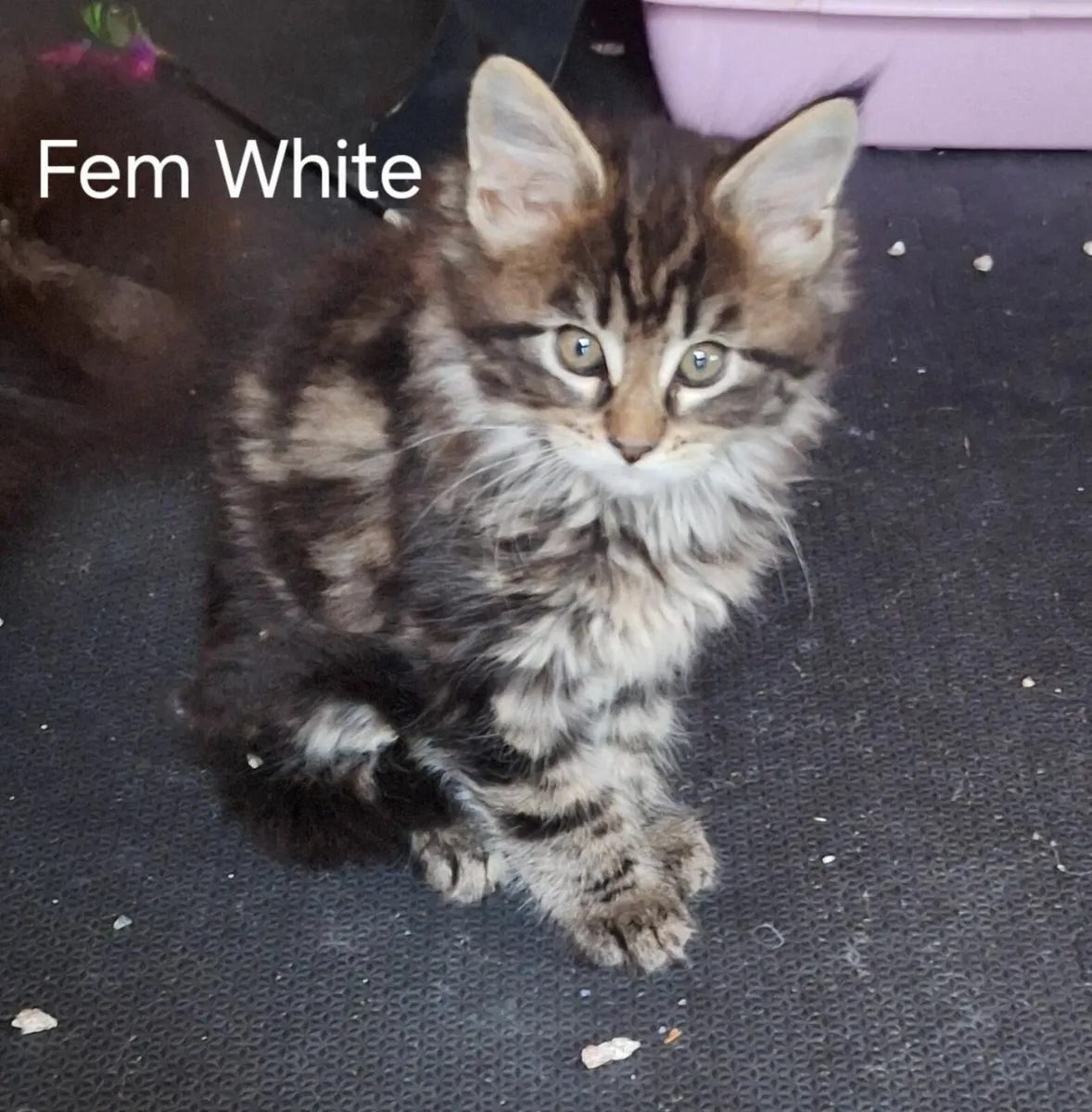 Maine coon  kittens - Image 2