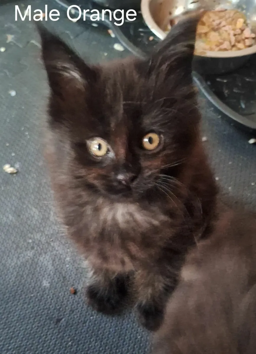 Maine coon  kittens - Image 3