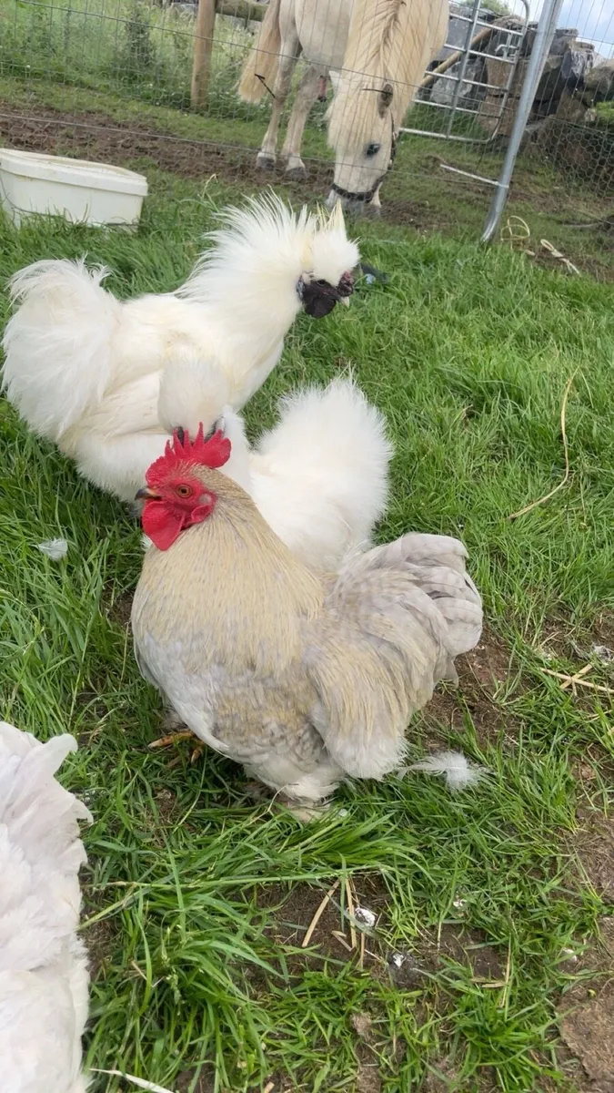 Roosters silky - Image 2