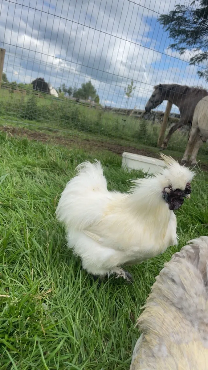 Roosters silky - Image 1