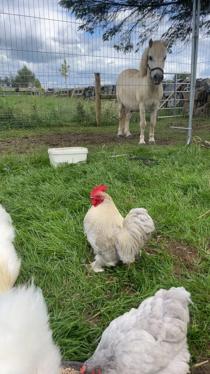 Roosters silky - Image 4
