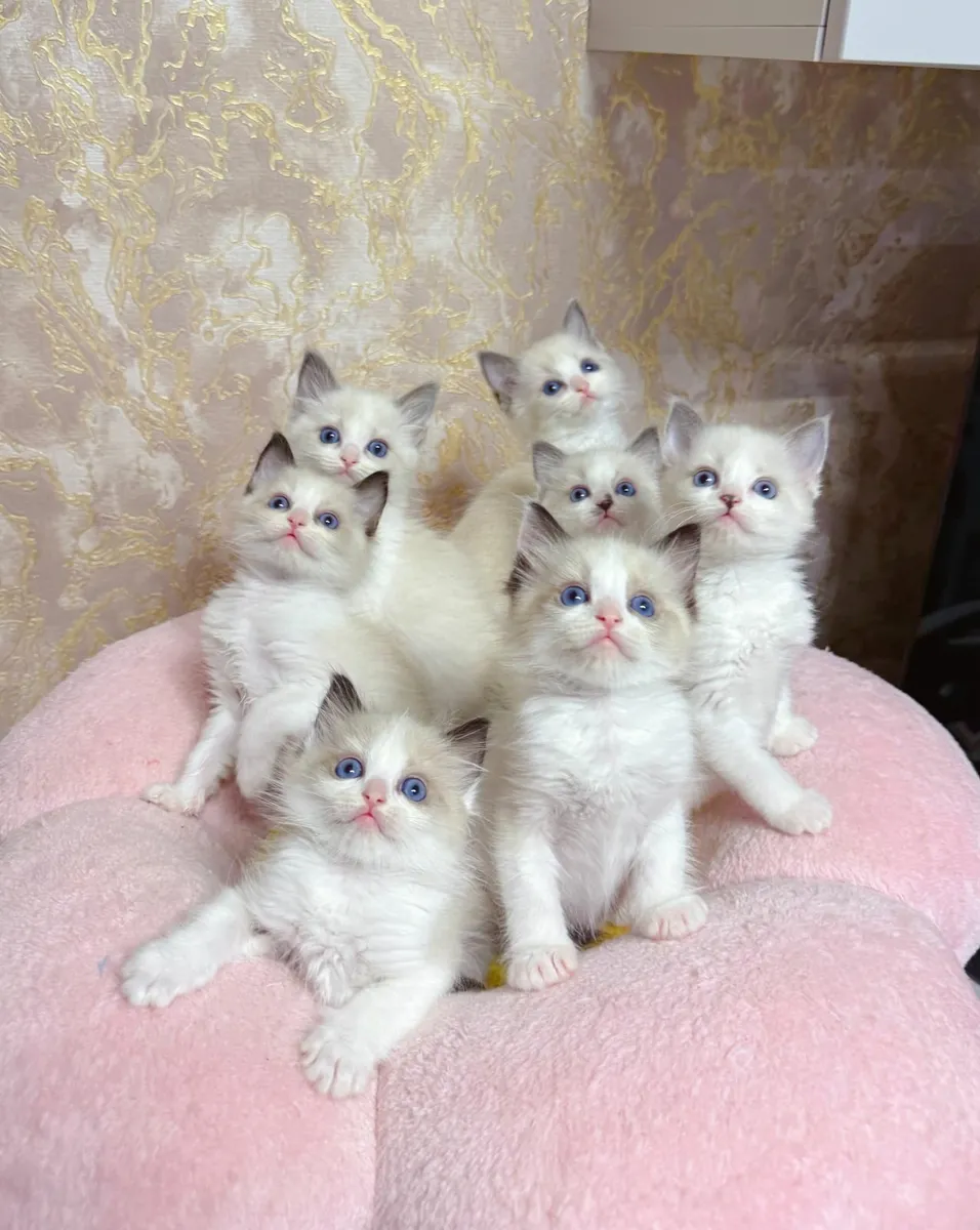 Purebred Ragdoll kittens TICA registered - Image 1