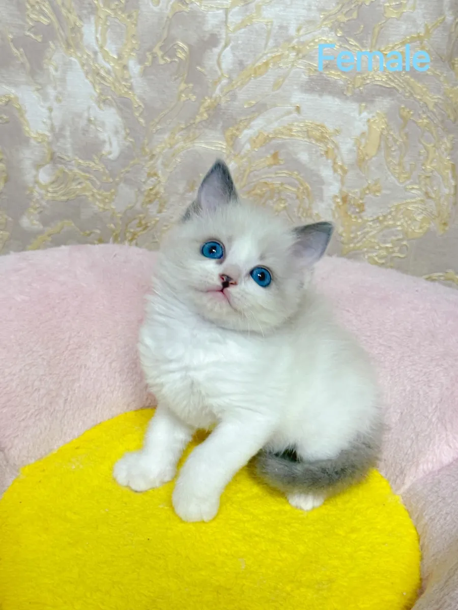 Purebred Ragdoll kittens TICA registered - Image 2