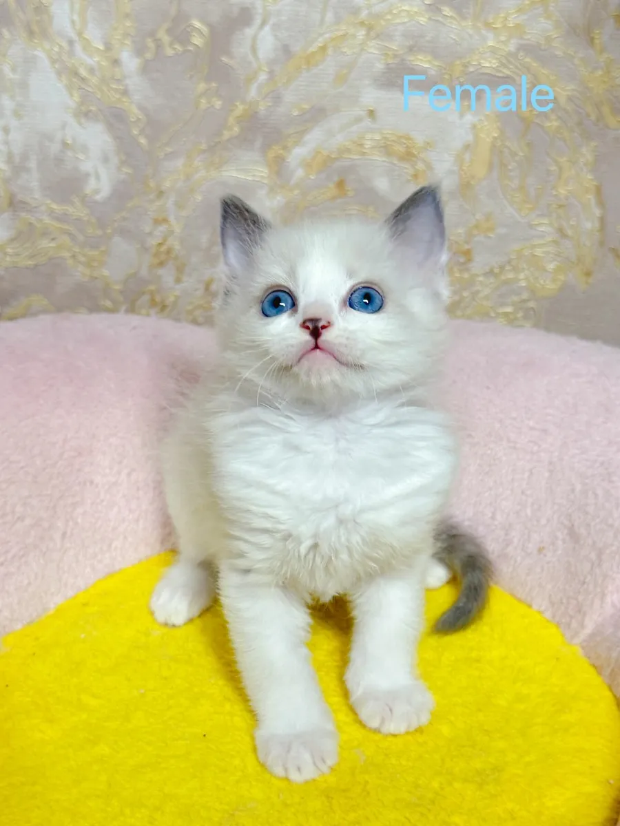 Purebred Ragdoll kittens TICA registered - Image 3