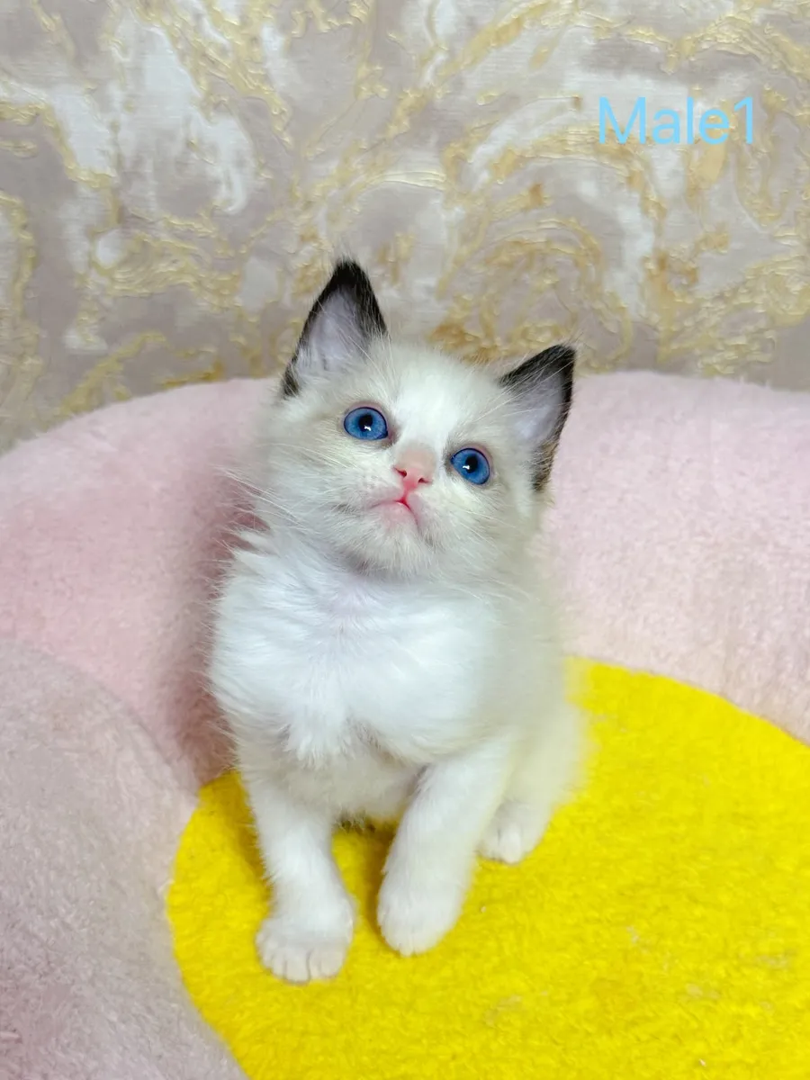Purebred Ragdoll kittens TICA registered - Image 4