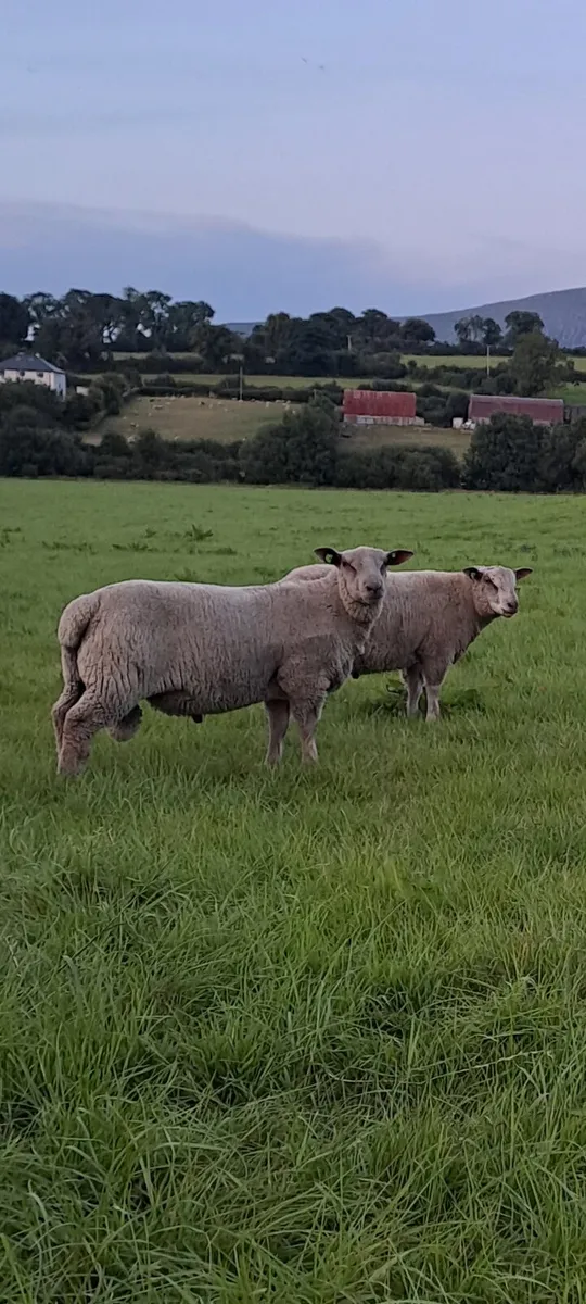 Sis approved Pedigree ram lambs - Image 3