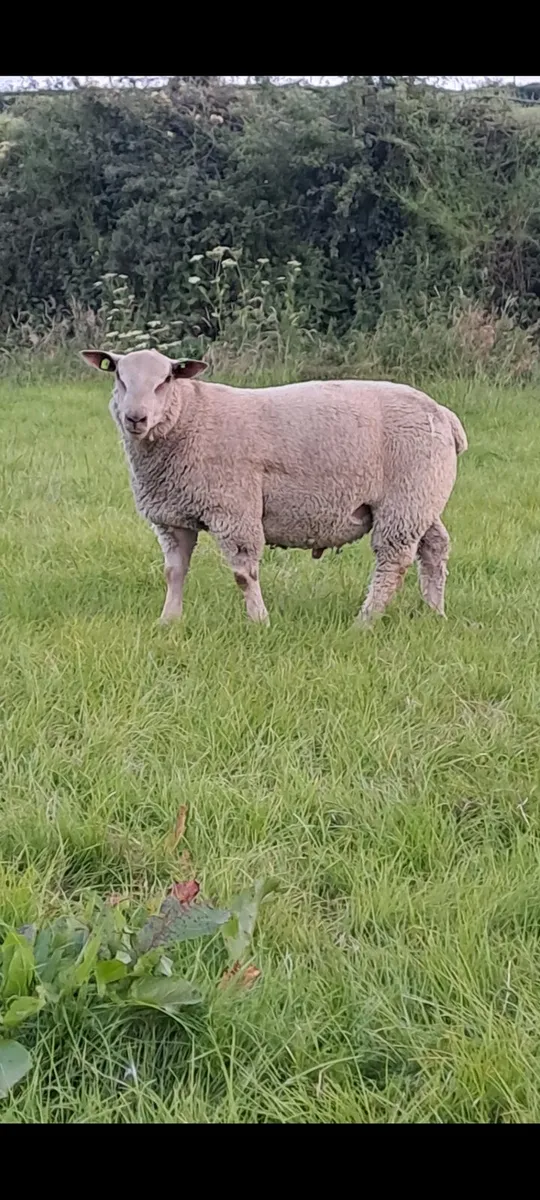 Sis approved Pedigree ram lambs - Image 4