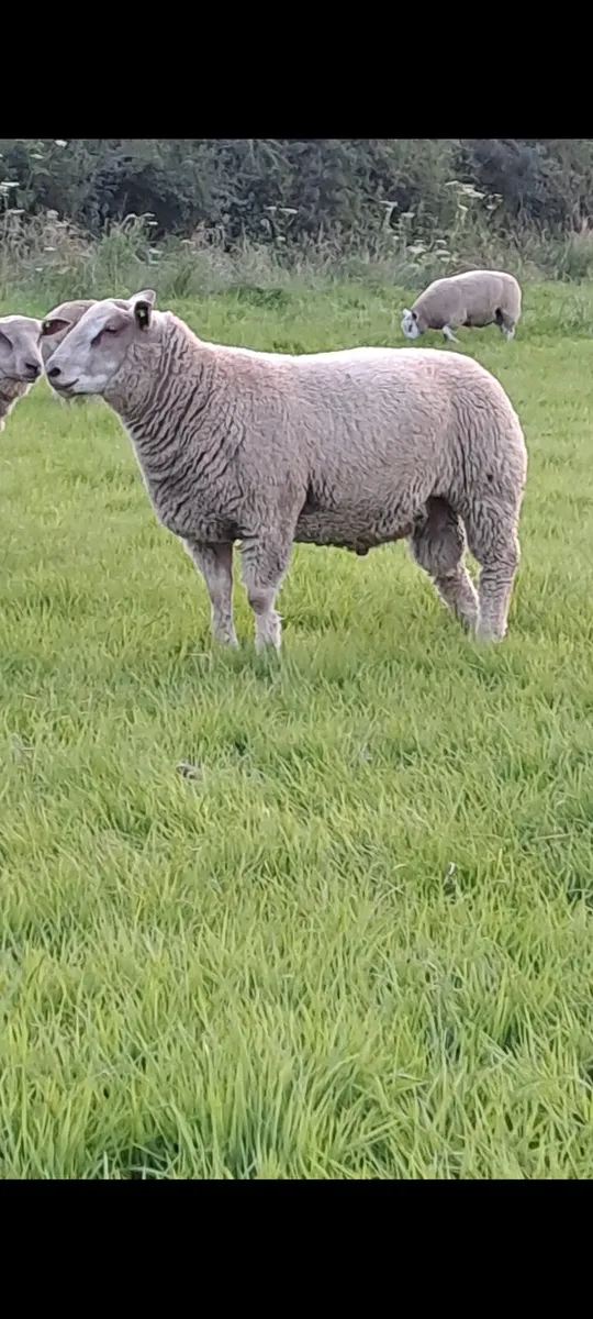 Sis approved Pedigree ram lambs - Image 2