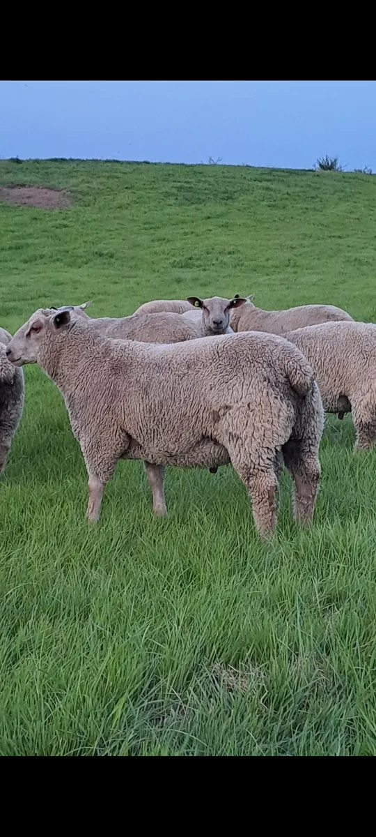Sis approved Pedigree ram lambs - Image 1