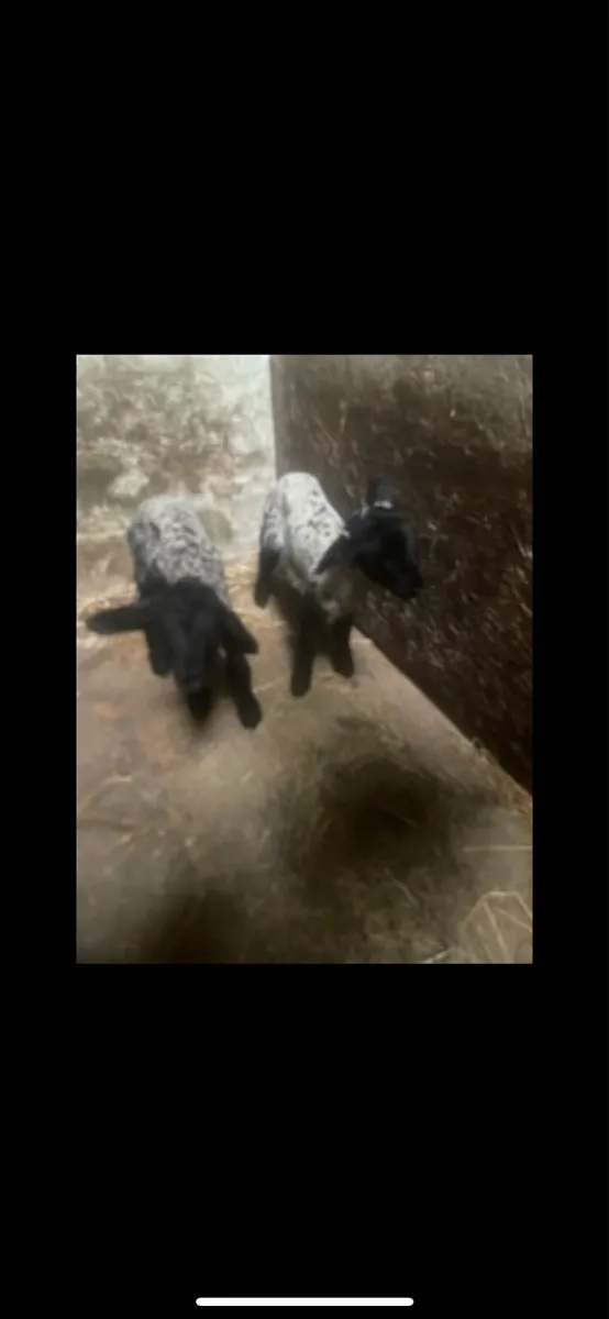 Pet lambs - Image 2