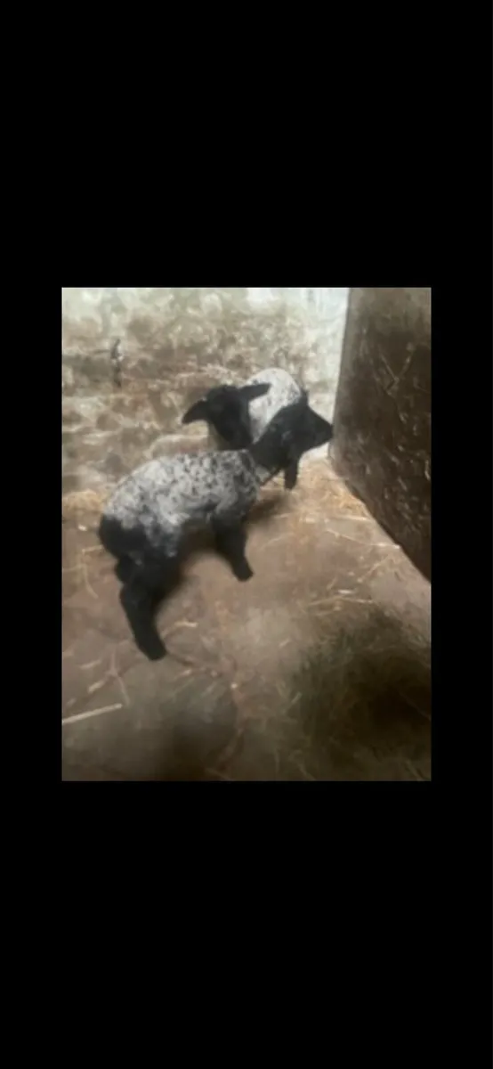 Pet lambs - Image 3