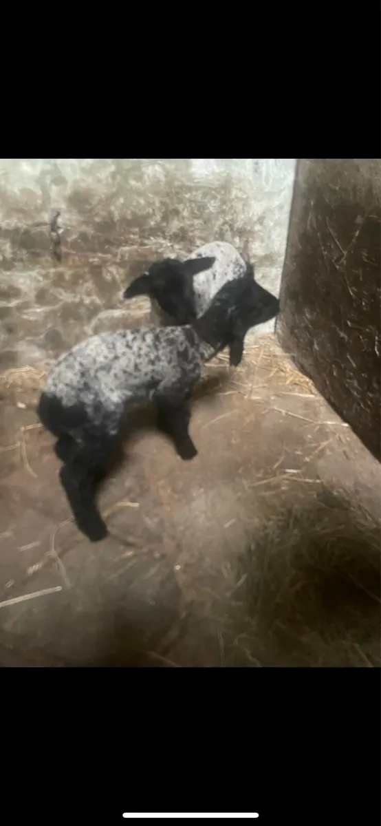 Pet lambs - Image 1
