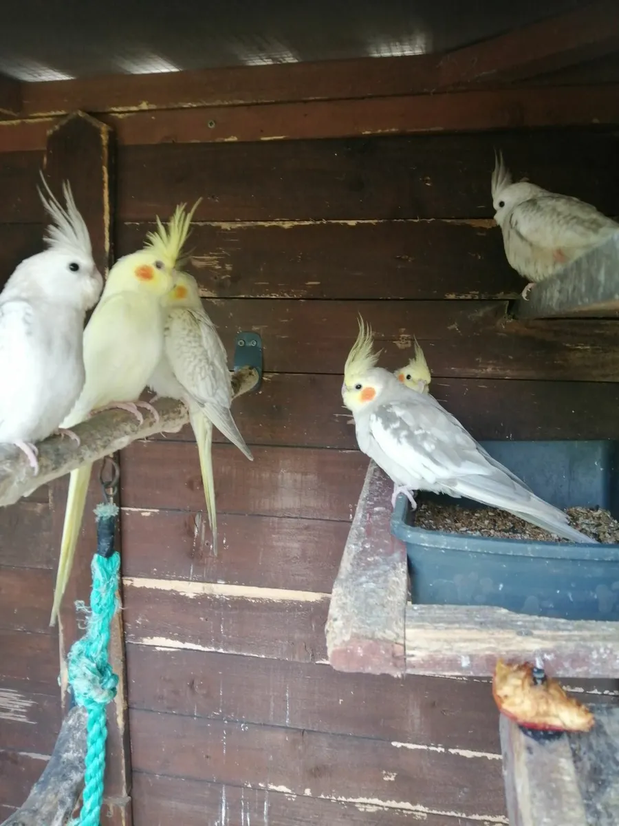 Hand fed conure, love birds, cockatiels,budgies - Image 4