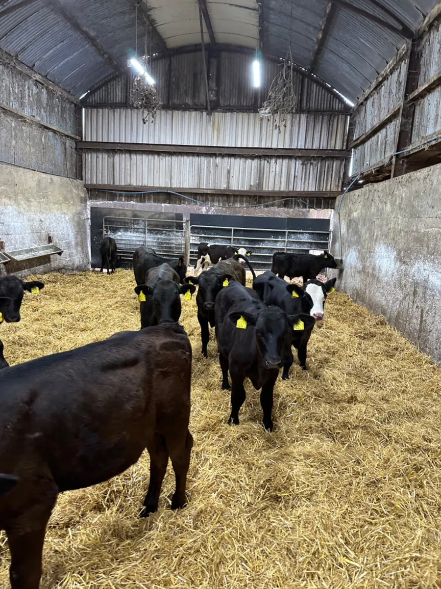 Angus bulls - Image 1