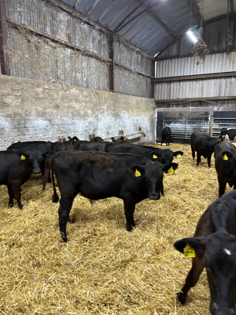 Angus bulls - Image 2