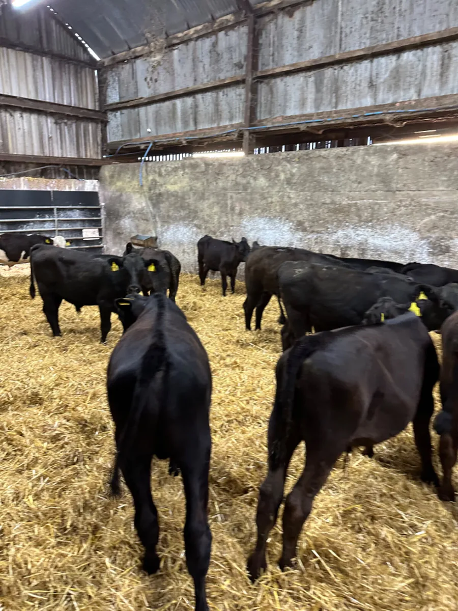 Angus bulls - Image 4