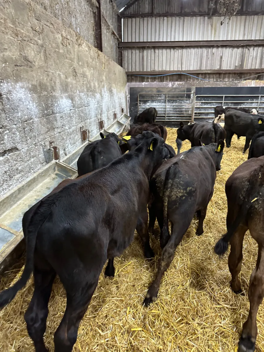 Angus bulls - Image 3