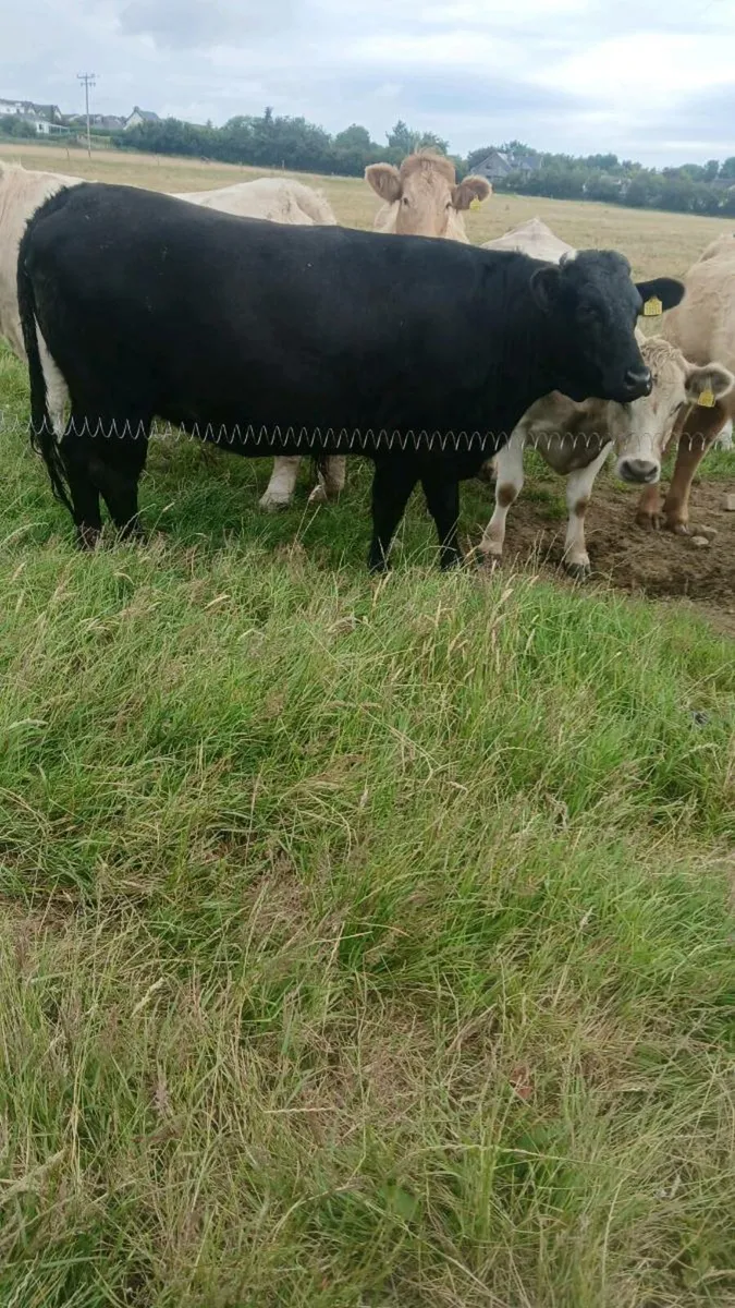 3 year old wagyu heifer and bullock - Image 1