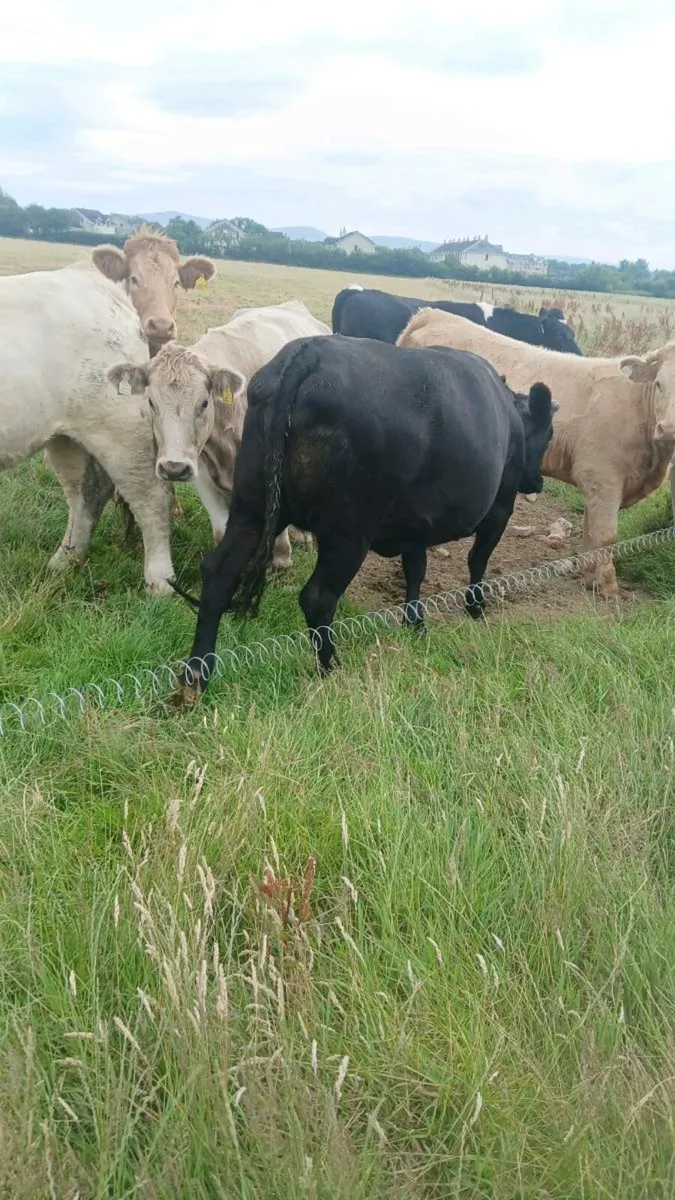 3 year old wagyu heifer and bullock - Image 2
