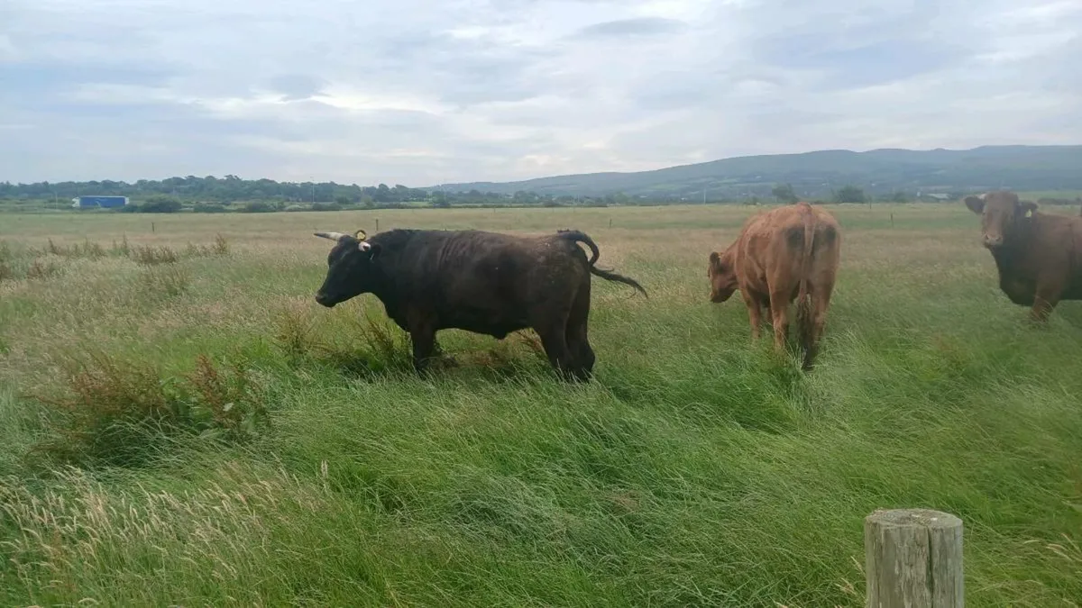 3 year old wagyu heifer and bullock - Image 3