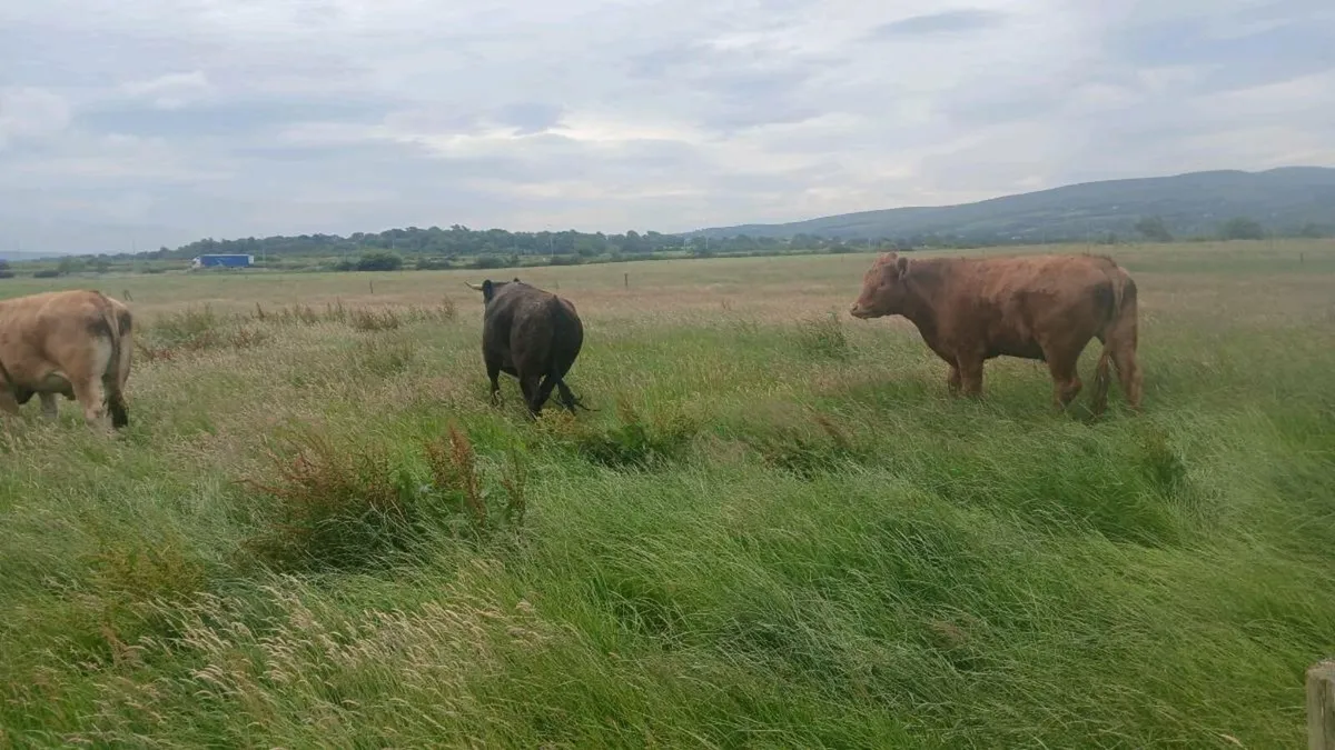 3 year old wagyu heifer and bullock - Image 4