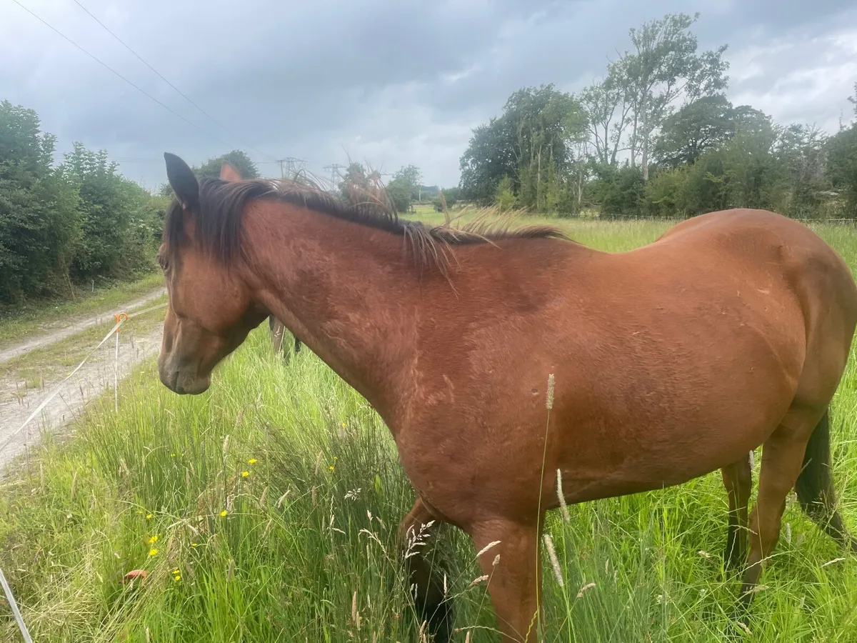 Horses - Image 1