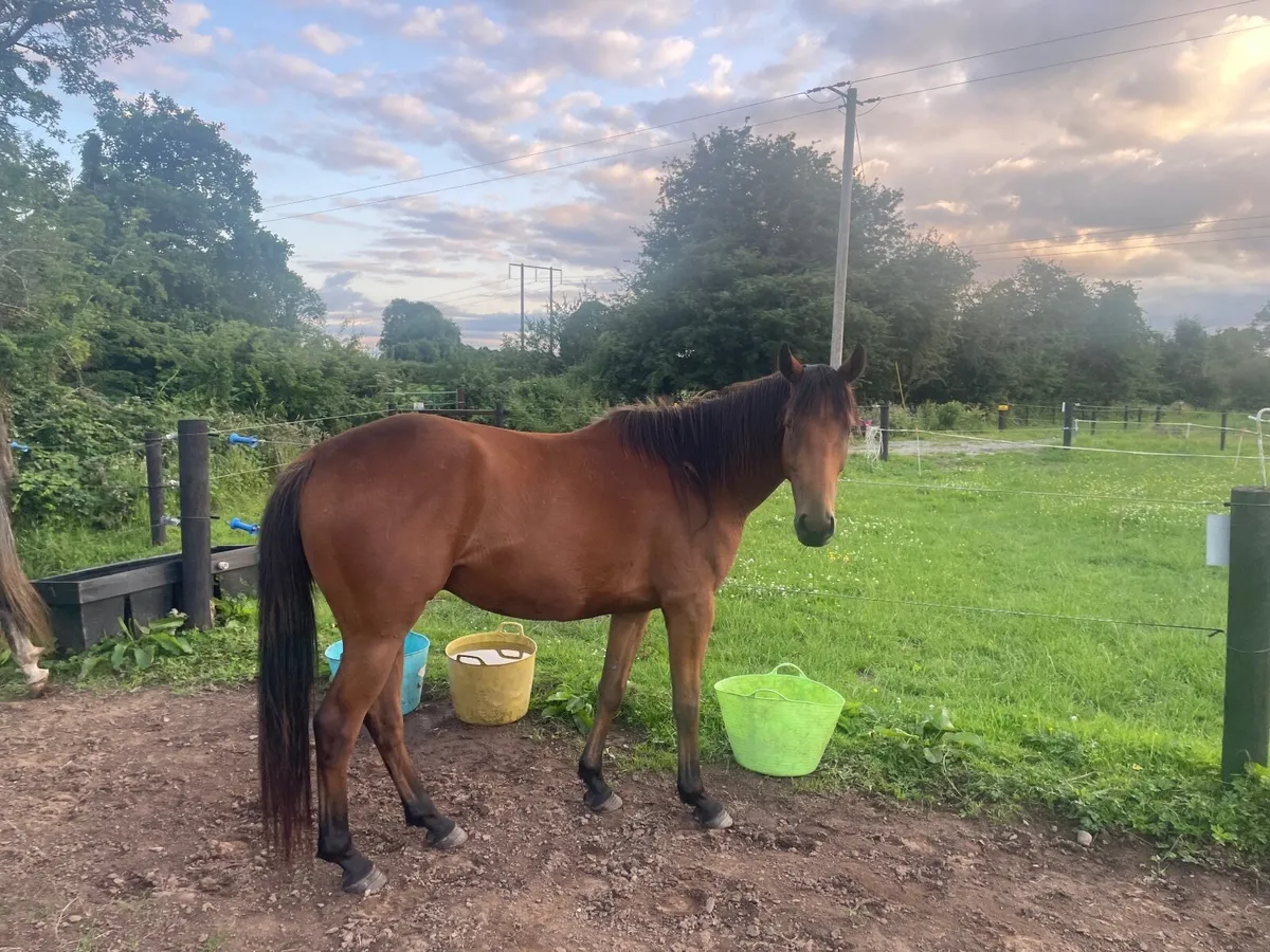 Horses - Image 2