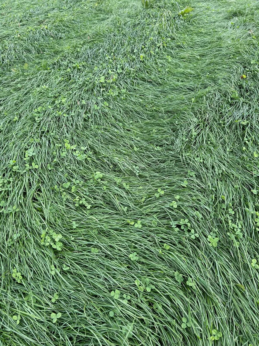 Silage - Image 1