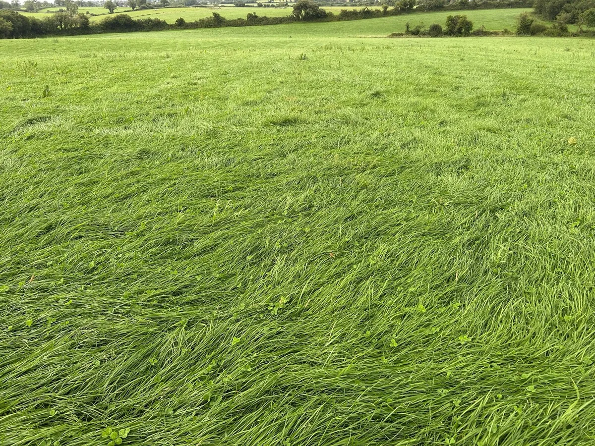 Silage - Image 2