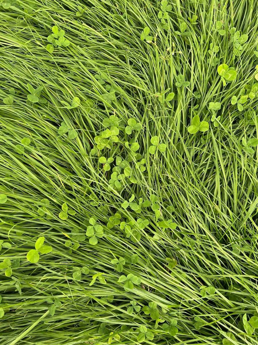 Silage - Image 3